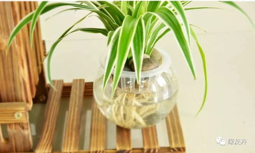 吊蘭超全養(yǎng)護(hù)知識(shí)，讓你的吊蘭再也不擔(dān)心死翹翹