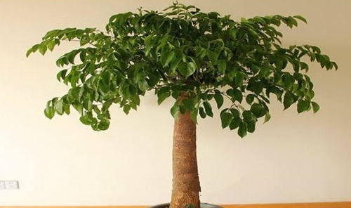 幸福樹(shù)養(yǎng)護(hù)大全 做好這幾點(diǎn)，葉片油綠茂盛